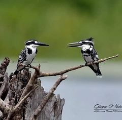 Ceryle rudis leucomelanurus