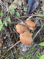 Lactarius peckii