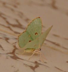 Comostola meritaria