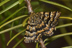 Epelis truncataria