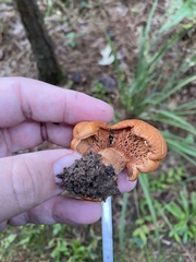 Lactarius peckii