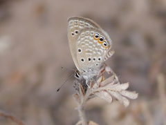 Freyeria trochylus