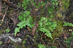 Polypodium hesperium