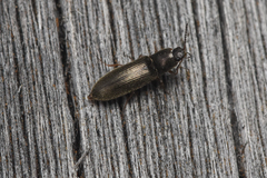 Elateridae