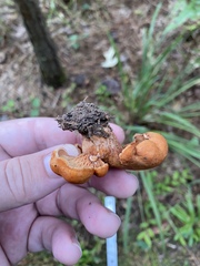 Lactarius peckii
