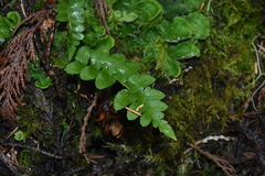 Polypodium hesperium