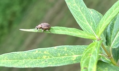 Brachypera zoilus