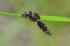 Elateridae