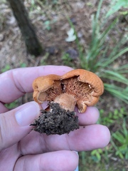 Lactarius peckii