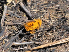 Byblia anvatara acheloia