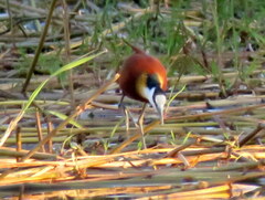 Actophilornis africanus