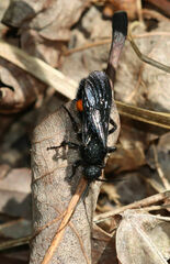 Dasymutilla quadriguttata