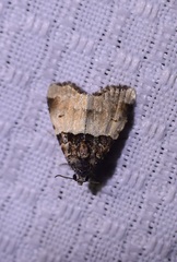 Cobubatha dividua