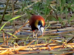 Actophilornis africanus