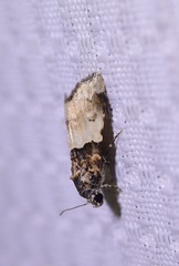 Cobubatha dividua
