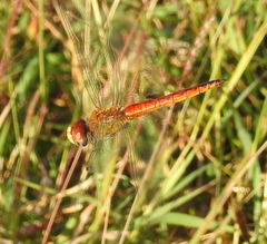 Pantala flavescens