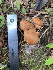 Lactarius peckii