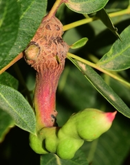 Baizongia pistaciae