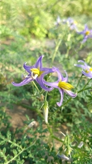 Solanum citrullifolium