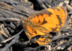 Byblia anvatara acheloia