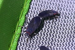 Melacoryphus rubicollis