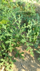 Solanum citrullifolium