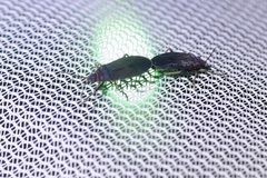 Melacoryphus rubicollis