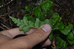 Polypodium hesperium