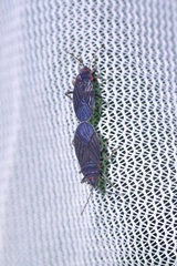 Melacoryphus rubicollis