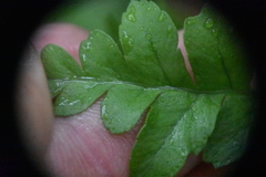 Polypodium hesperium