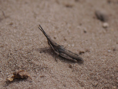 Pyrgomorphidae