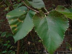Cercospora moricola