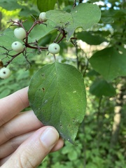 Cornus drummondii