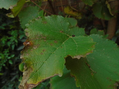 Cercospora moricola