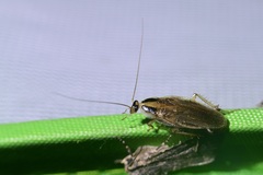 Blattella
