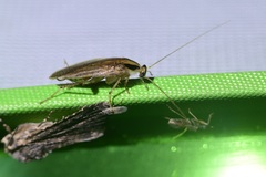 Blattella