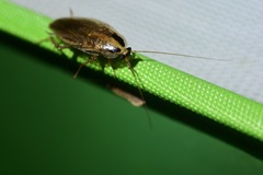 Blattella