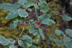 Lonicera utahensis