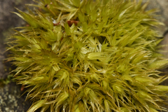 Dicranum polysetum