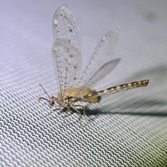 Brachynemurus