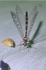 Brachynemurus