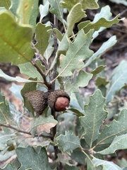 Quercus havardii