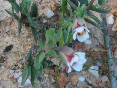 Roepera sessilifolia