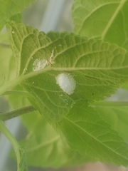 Cryptolaemus montrouzieri