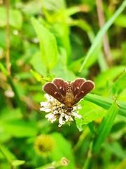 Dardarina dardaris