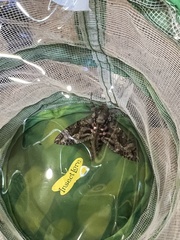 Agrius cingulata
