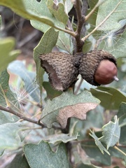 Quercus havardii