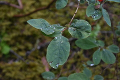 Lonicera utahensis