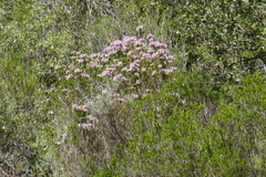 Erica multiflora