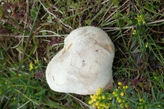 Lycoperdon
